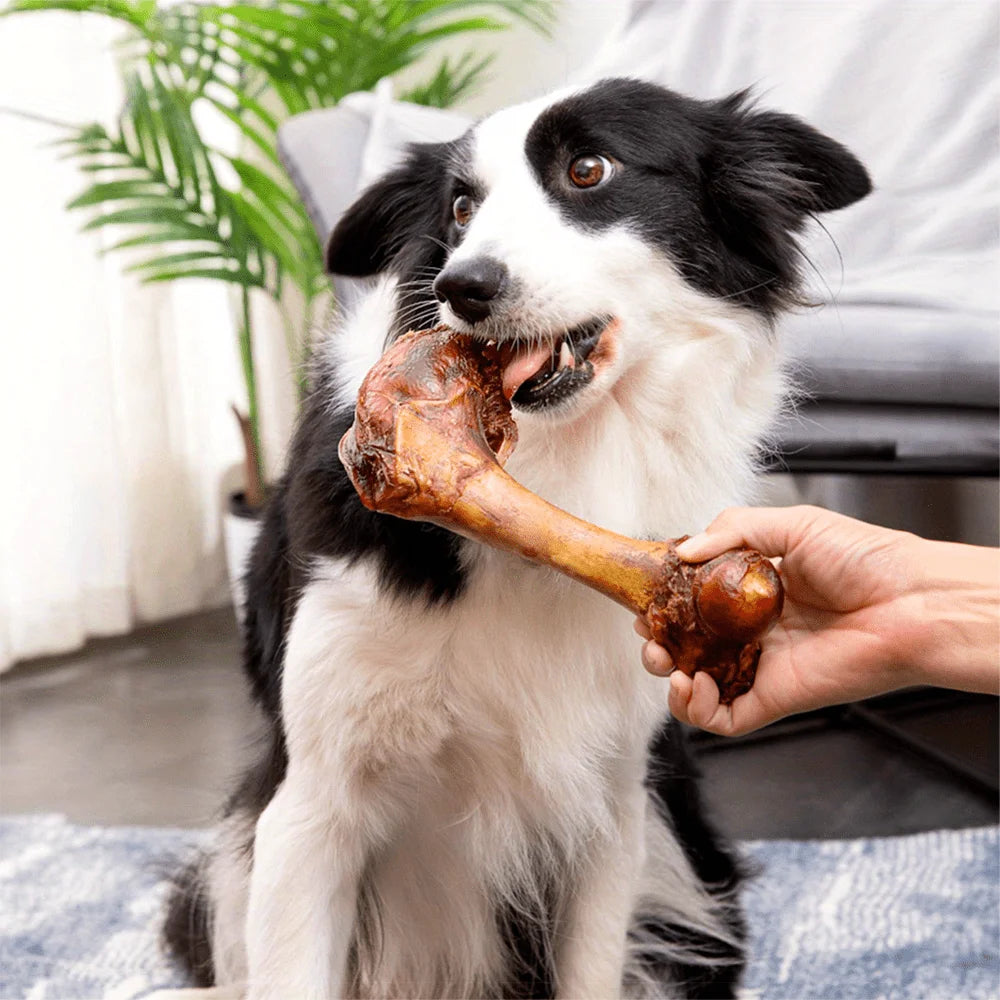 Middle Large Cow Bone, All Natural Ingredients, Natural Dog Treats, Healthy, Easily Digestible